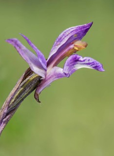 Violet Limodore (Limodorum abortivum)