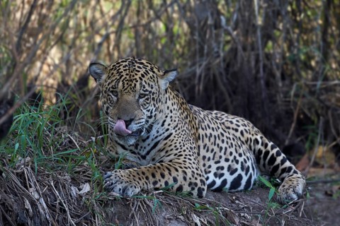 Jaguar (Panthera onca) resting on a glade at the Rio Cuiaba