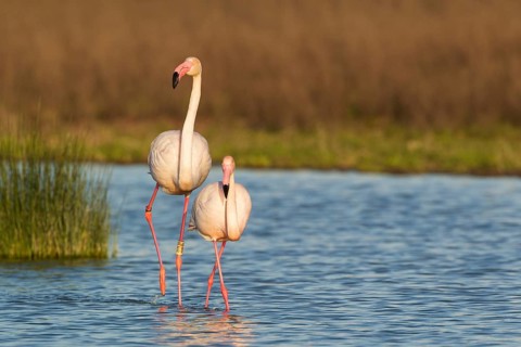 Greater Flamingo (Phoenicopterus roseus)