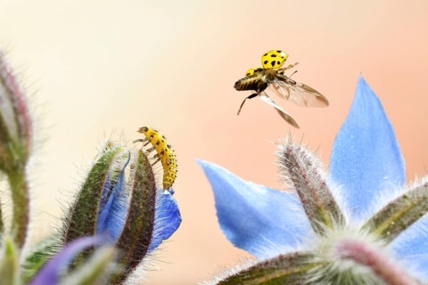 22-spot ladybird (Psyllobora vigintiduopunctata) in flight