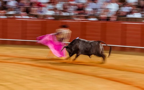 Racing bull with matador