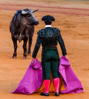 Bull stands in front of Matador
