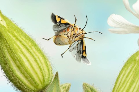 Eurydema ornata (Eurydema ornata)