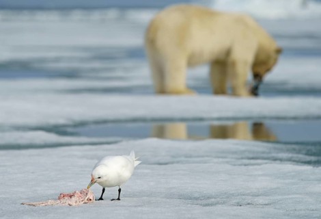 Ivory gull (Pagophila eburnea) feeding the rest of a carcass