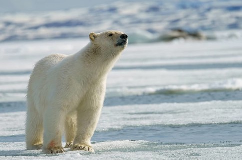 Polar bear (Ursus maritimus)