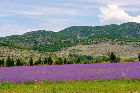 Lavender field (Lavandula officinalis)
