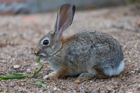 Desert cottontail (Sylvilagus audubonii) eats leaves