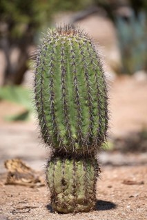 Fishhook Barrel Cactus (Ferocactus wislizeni)