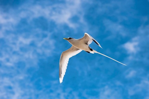 White-tailed tropicbird (Phaethon lepturus) in flight over Bird Island