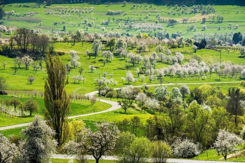 Flowering orchard meadows