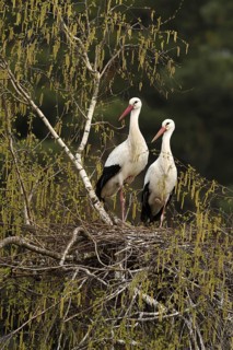 White storks (Ciconia ciconia)