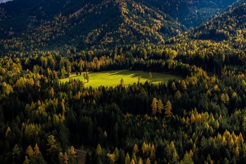 Larch forest (Larix) in autumn