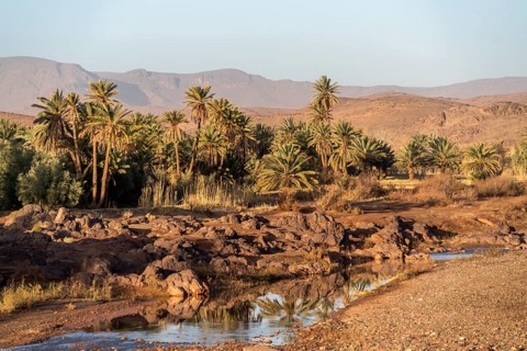 Oasis