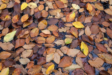 Autumn leaves