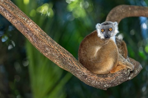 True lemur