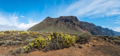 Indian fig opuntias (Opuntia ficus-indica) in a barren volcanic landscape