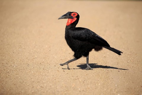 Southern ground hornbill (Bucorvus leadbeateri)