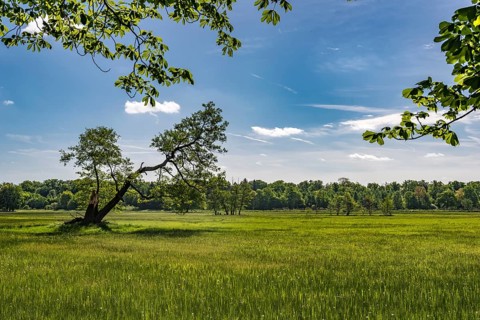 Meadow in the nature reserve Monchbruch