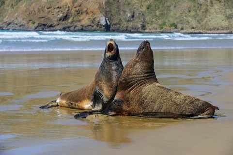 Two Hooker's Sea Lions (Phocarctos hookeri) mating at beach