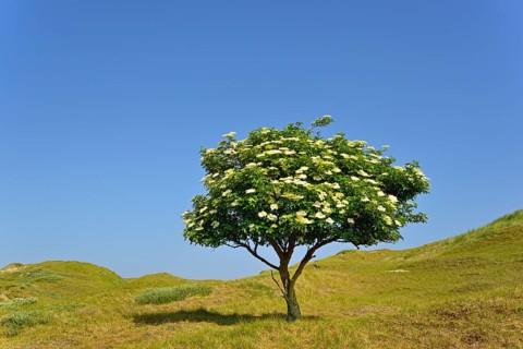 Elder (Sambucus nigra)