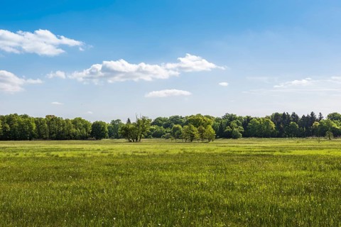 Meadow in the nature reserve Monchbruch