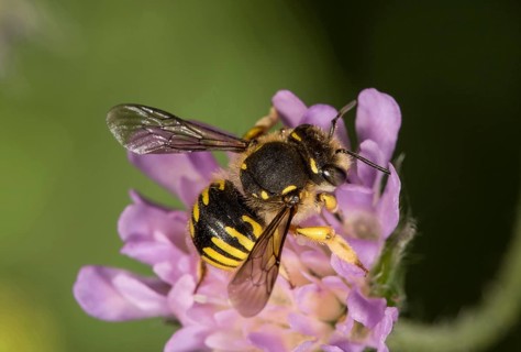 European wool carder bee (Anthidium manicatum) on Field scabious (Knautia arvensis)