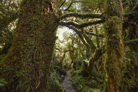 El Bosque Encantado