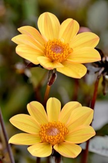 Dahlia (Dahlia)