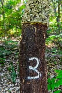Partially peeled Cork oak (Quercus suber) with year indication of the last peeling
