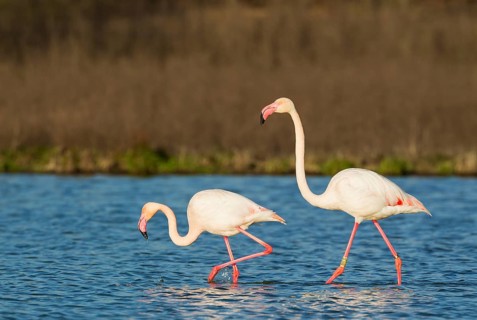 Greater Flamingo (Phoenicopterus roseus)