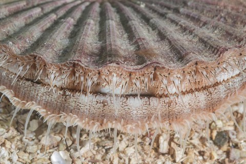 Close-up of Queen scallop or Manx Queenie (Aequipecten opercularis) in the sand