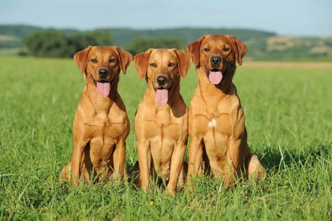 Labrador Retriever
