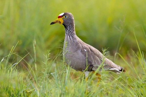 African wattled lapwing (Vanellus senegallus) in the meadow