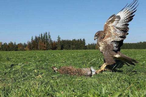 Steppe buzzard (Buteo buteo) on dead mown European hare (Lepus europaeus) Allgau