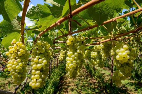 Green grapes