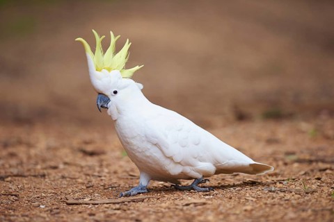 Sulphur-crested cockatoo (Cacatua galerita) on ground