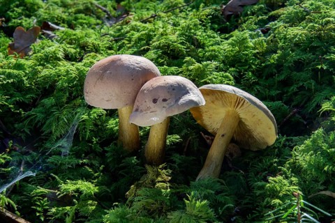 Mushroom (Tricholoma bufonium)