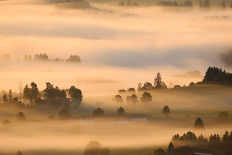 Morning fog