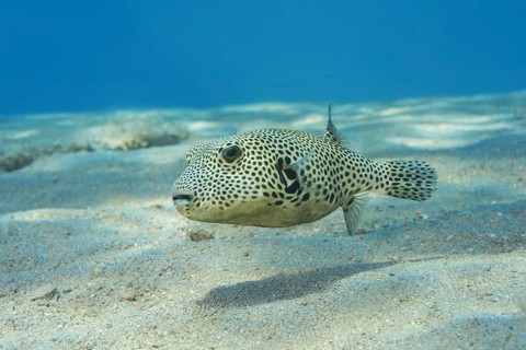 Young Star Pufferfish (Arothron stellatus) swim over sandy bottom