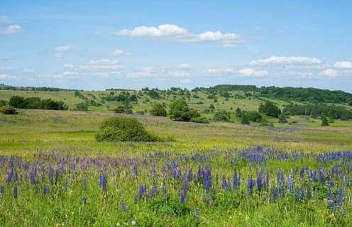 Large-leaved lupin (Lupinus polyphyllus)