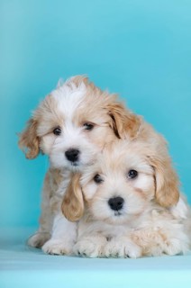 Havanese