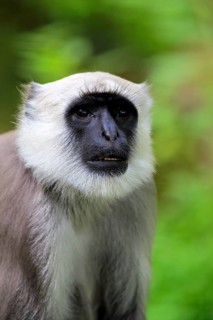 Northern plains gray langur (Semnopithecus entellus)
