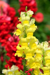 Common Snapdragon (Antirrhinum majus)