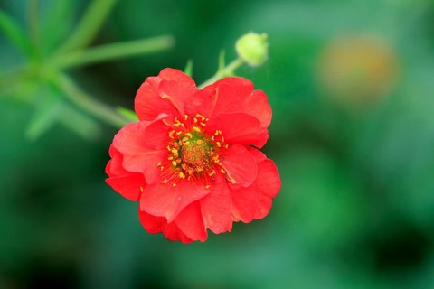Scarlet Avens (Geum coccineum)