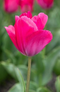 Pink Tulip blossom of Lady van Eijk