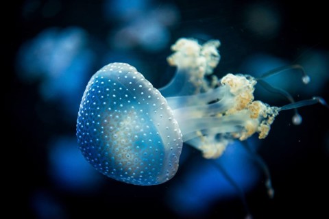 White-spotted Jellyfish (Phyllorhiza punctata)
