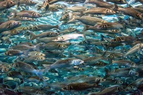 Zebra seabream (Diplodus cervinus) and sand steenbras (Lithognathus mormyrus) in an aquarium