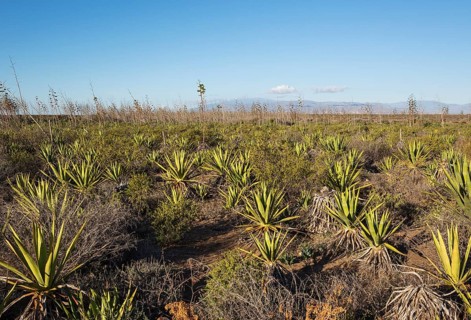 Century plants (Agave americana)