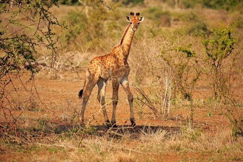South African giraffe (Giraffa camelopardalis giraffa)