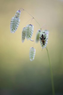 Briza maxima (Briza maxima) with soldier beetle (Cantharidae)